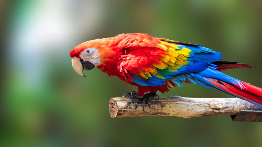 loro sobre un palo