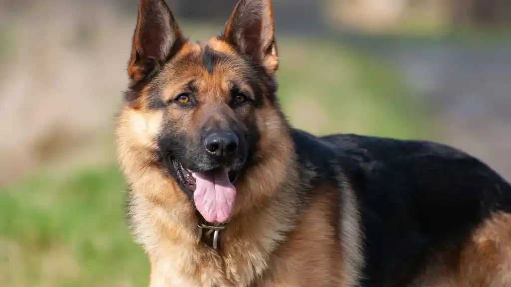 perro con lengua afuera